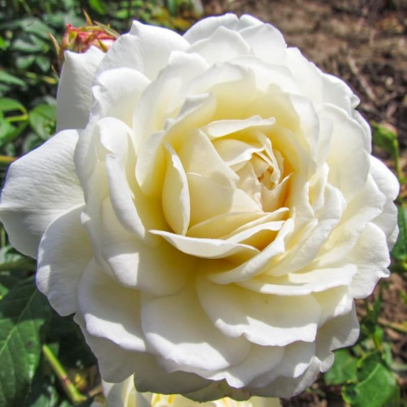 Climbing Rose Live Plant Well Rooted Ready to Plant S6578