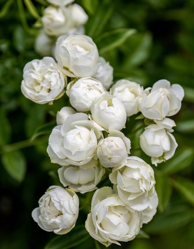 Climbing Rose Live Plant Well Rooted Ready to Plant S6578