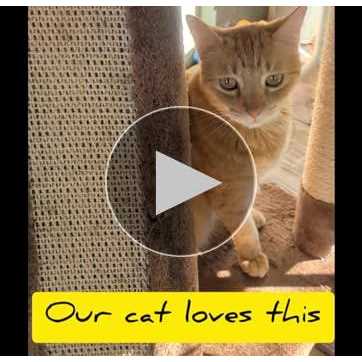 Beige Cat Tree Condo with Sisal Covered Posts G863915