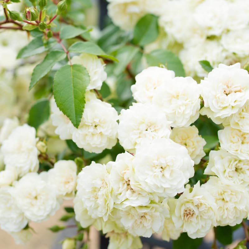 Climbing Rose Live Plant Well Rooted Ready to Plant S6578
