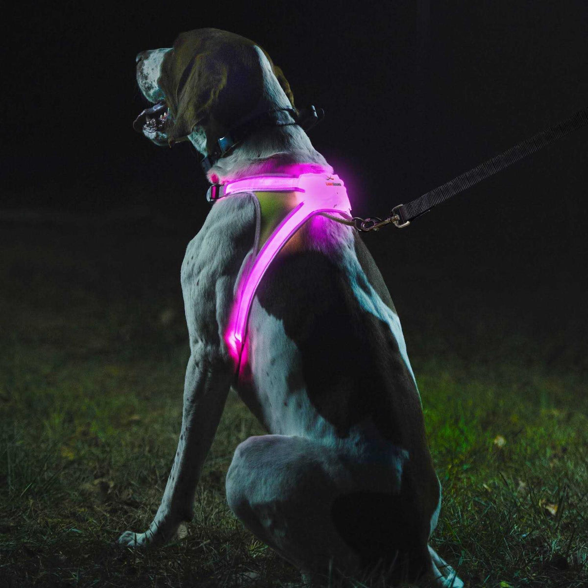 LED Reflective Dog Harness A717831