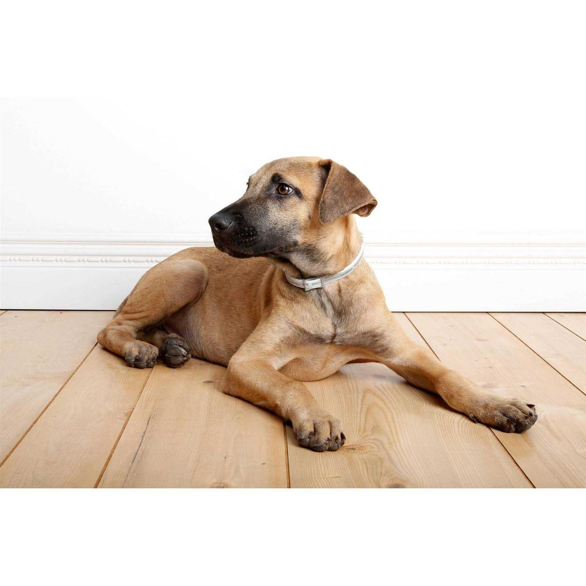 Flea & Tick Collar for Dogs H608
