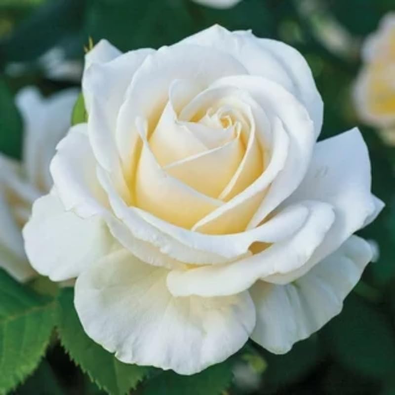 Climbing Rose Live Plant Well Rooted Ready to Plant S6578