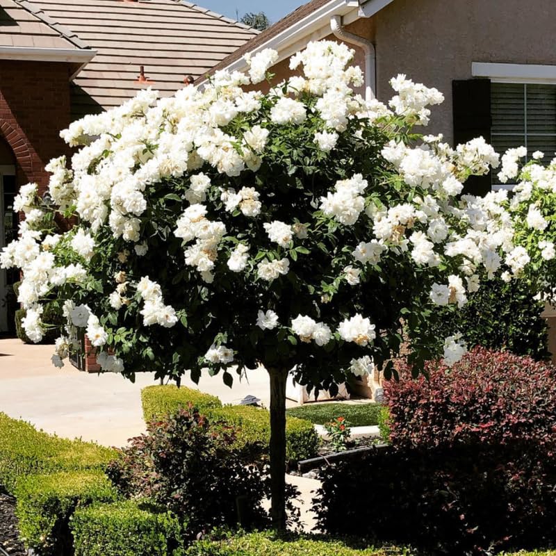 Climbing Rose Live Plant Well Rooted Ready to Plant S6578