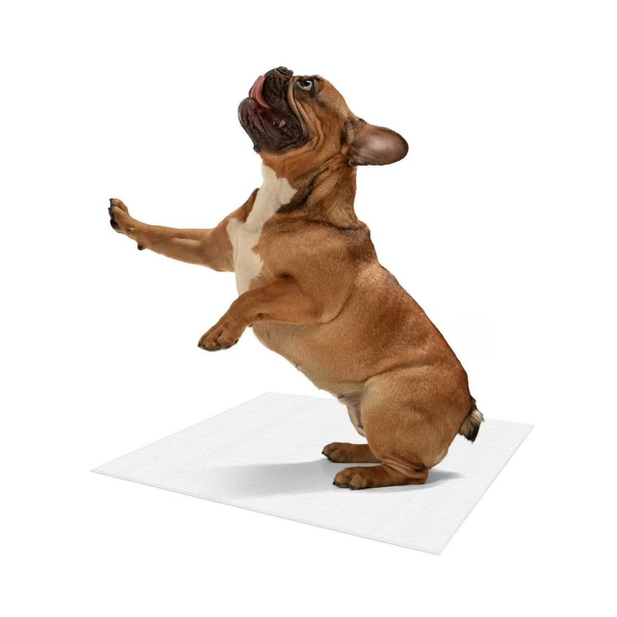 Reusable Pee Pads for Dogs A4774