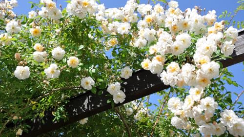 Climbing Rose Live Plant Well Rooted Ready to Plant S6578