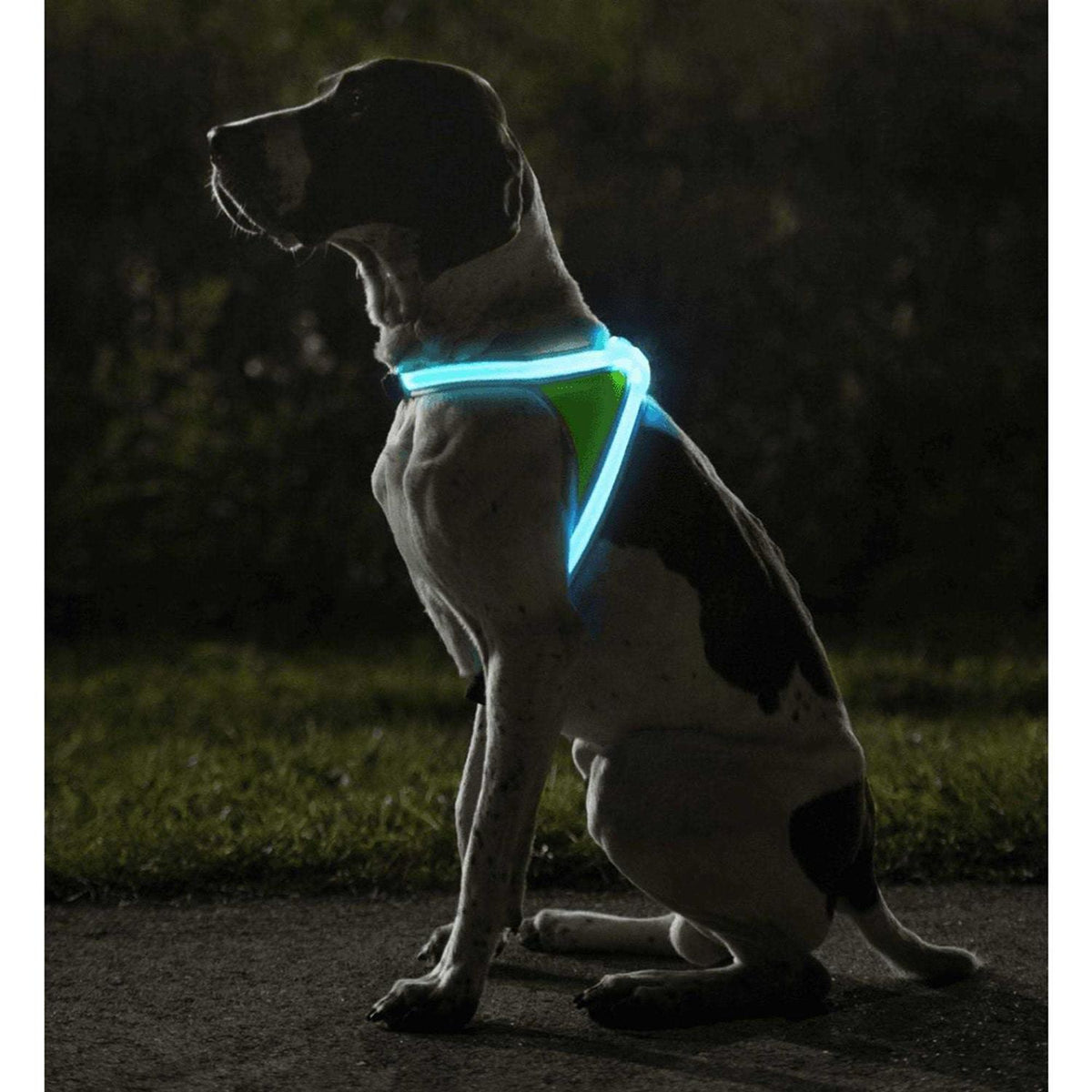 LED Reflective Dog Harness A717831