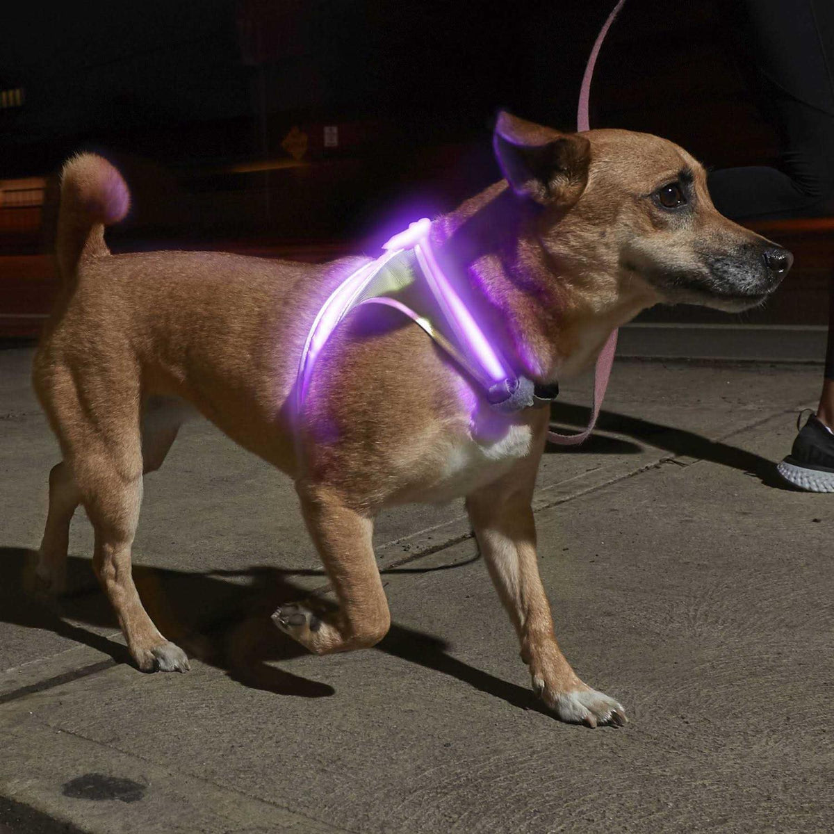 LED Reflective Dog Harness A717831