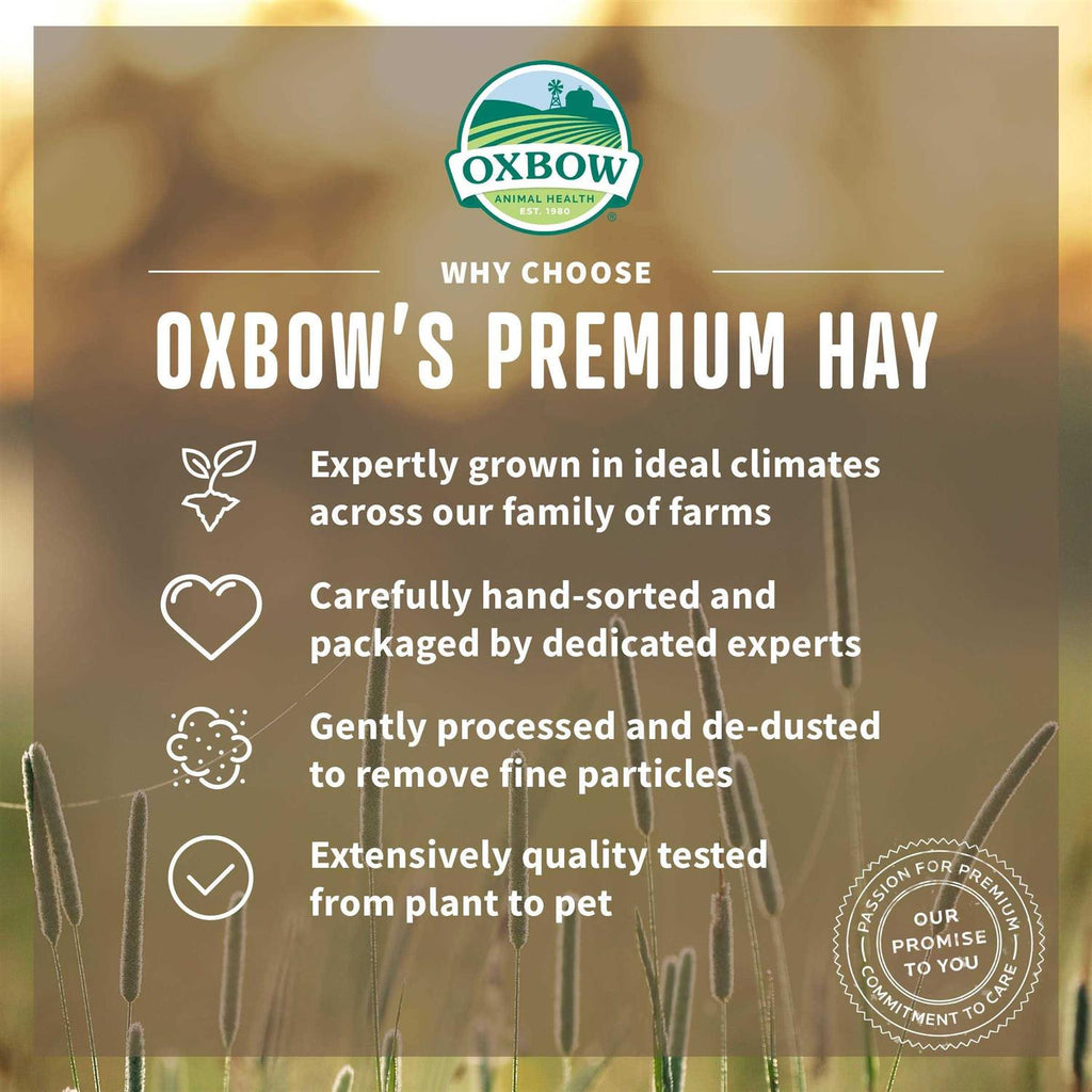 Orchard Grass Hay O51005