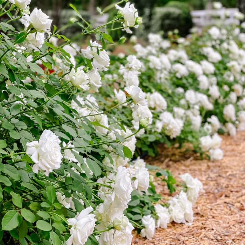 Climbing Rose Live Plant Well Rooted Ready to Plant S6578