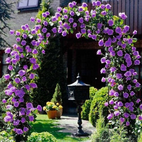 Climbing Rose Live Plant Well Rooted Ready to Plant S6578