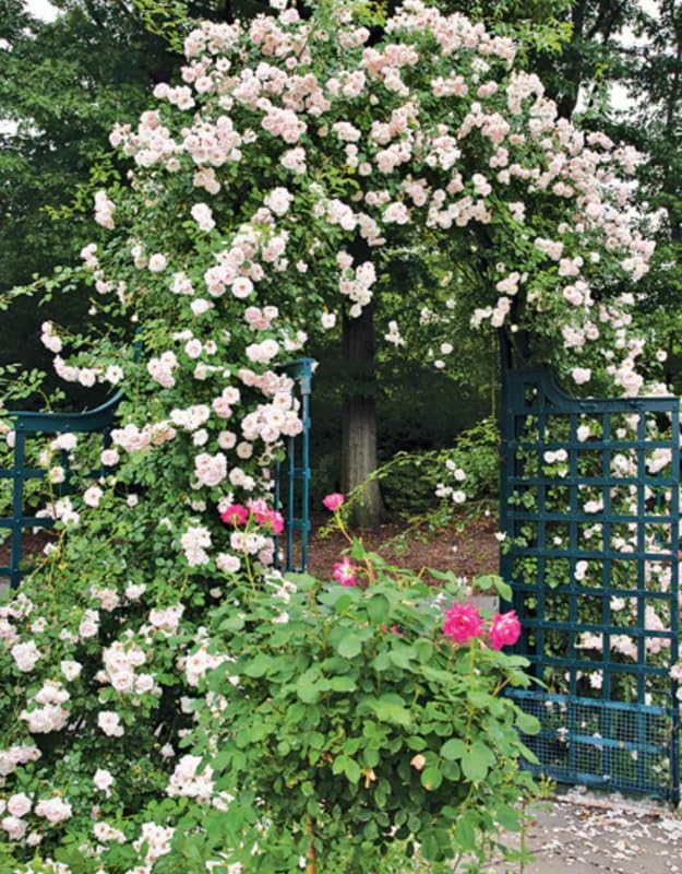 Climbing Rose Live Plant Well Rooted Ready to Plant S6578