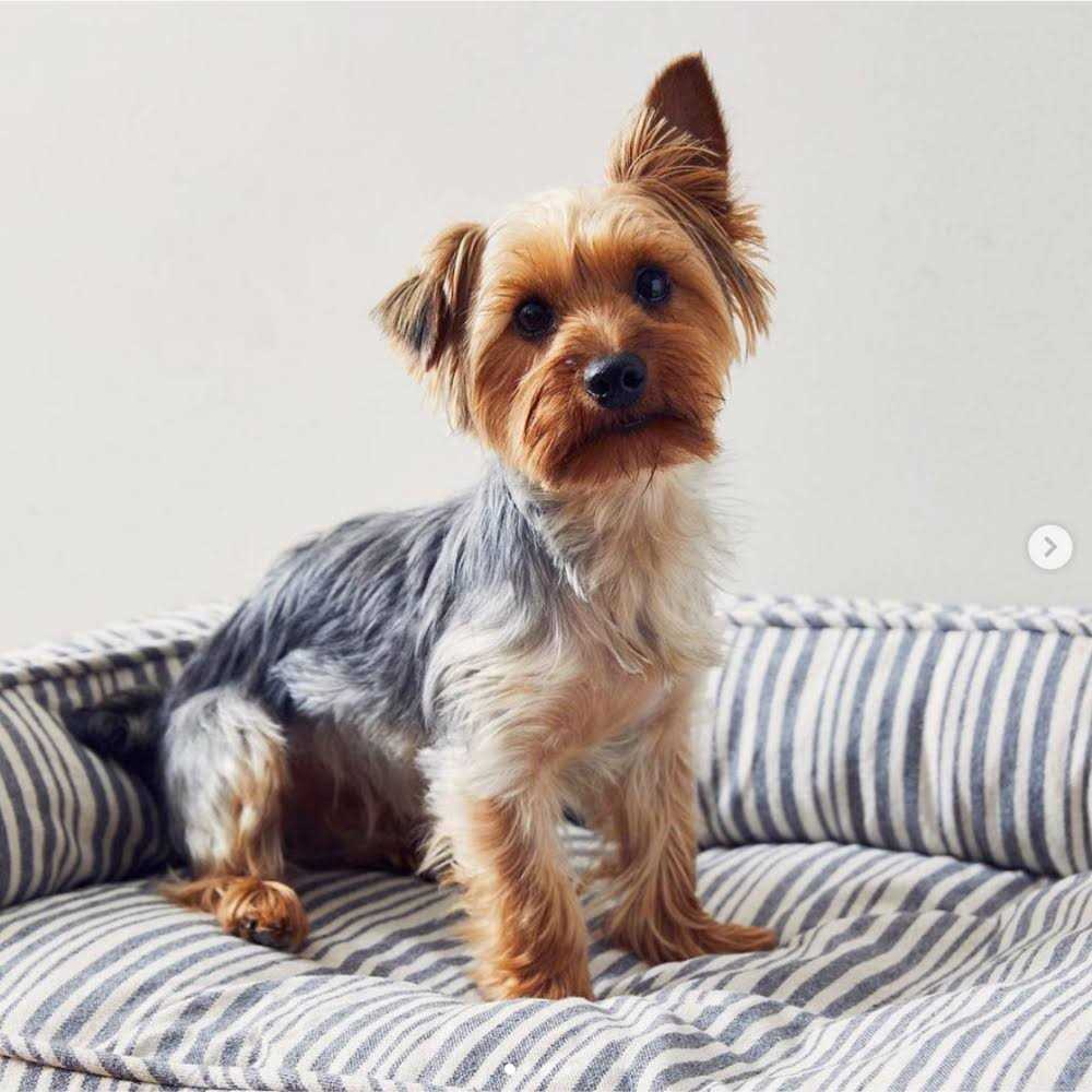 Stripe Lounger Pet Supplies P953651