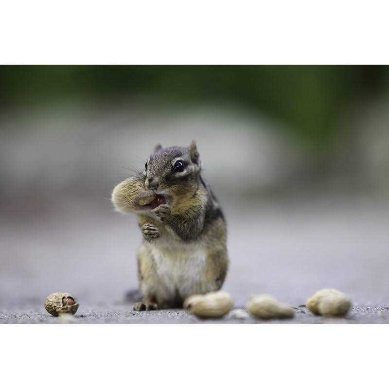 Extra Large Virginia Peanuts G63176