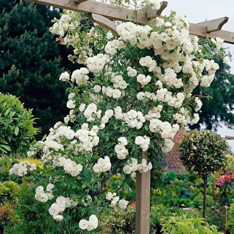 Climbing Rose Live Plant Well Rooted Ready to Plant S6578